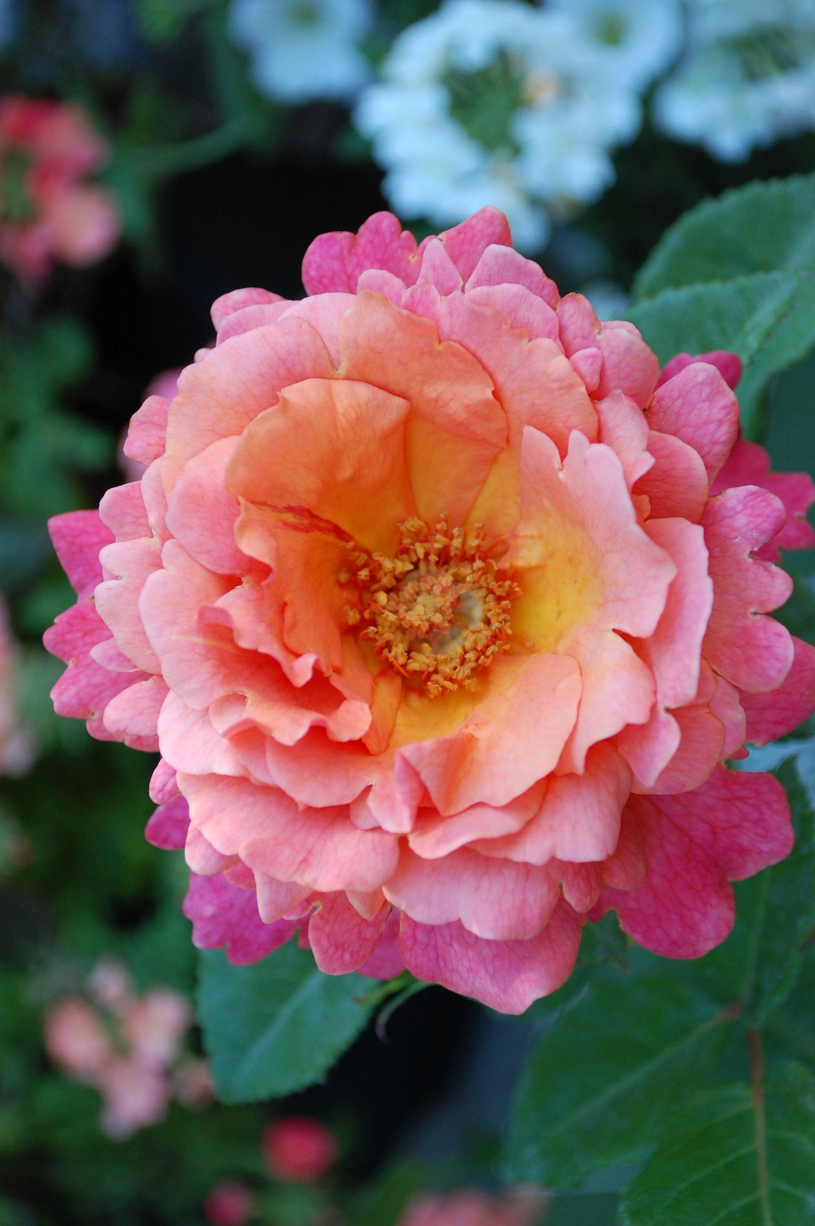 This remarkable rose variety showcases shades of mango orange, peach, and apricot, contrasting deep green foliage. This variety is also has exceptional disease resistance, ensuring its health and longevity. Ideal for zones 5-9, spreads 90cm-120cm. 