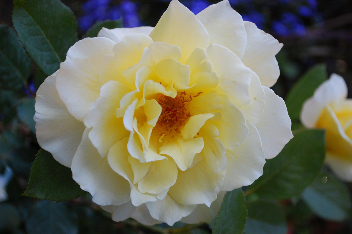 Indulge in the captivating fragrance of the White Licorice Floribunda Rose. This remarkable variety offers an unparalleled perfume that will tantalize your senses and fill the air with delightful aroma. As a bouquet-making machine-of-a-plant, it produces an abundance of wonderfully formed buds that gracefully unfurl into big, wavy wonders. 