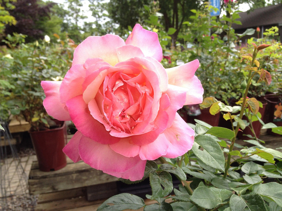 Chicago Peace Hybrid Tea Rose