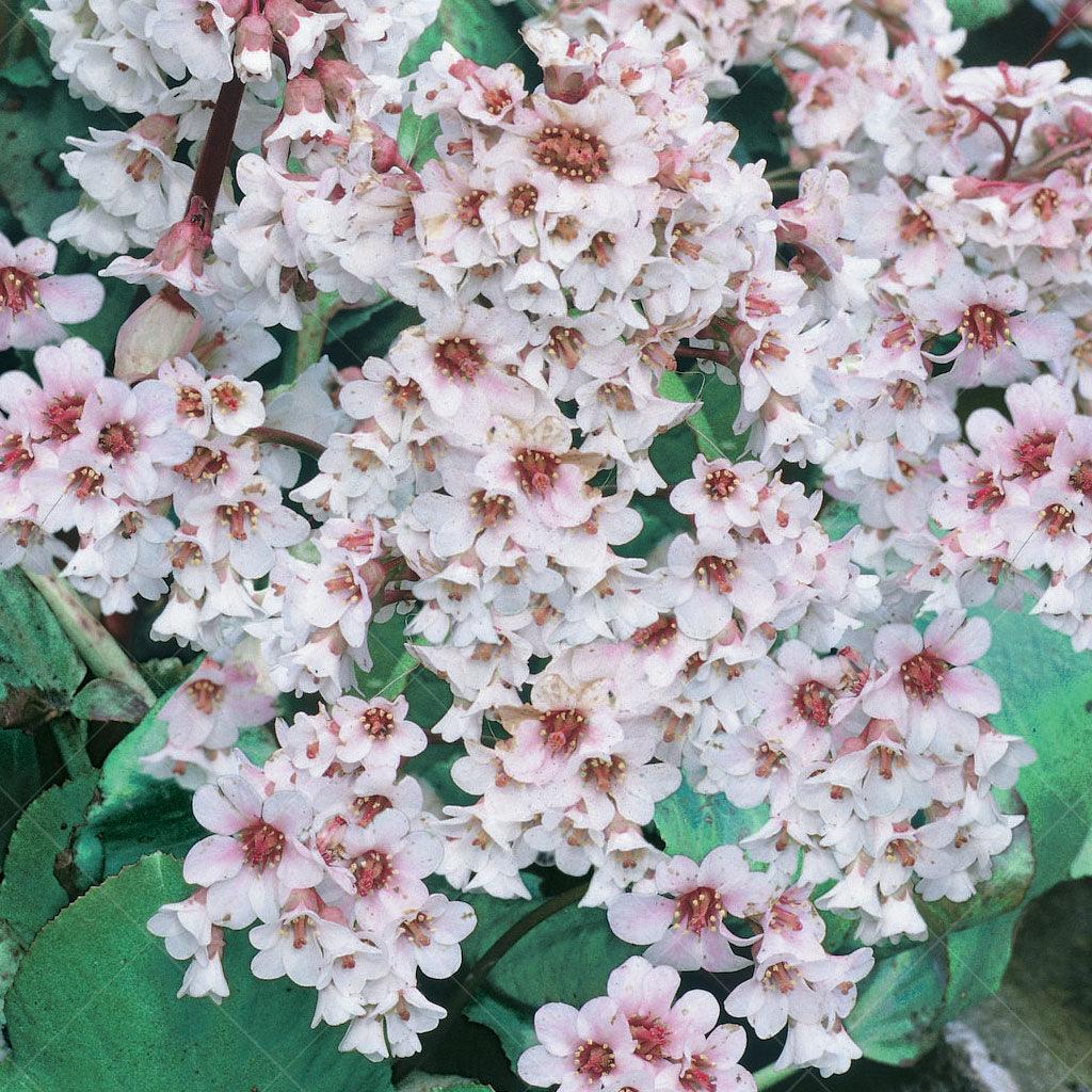 Bressingham White Bergenia