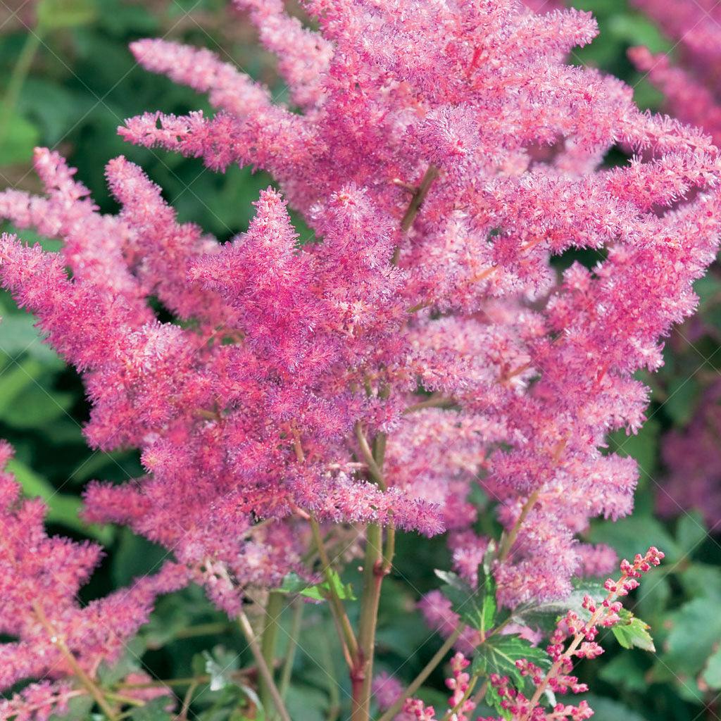Younique Lilac Astilbe  # 1 Container