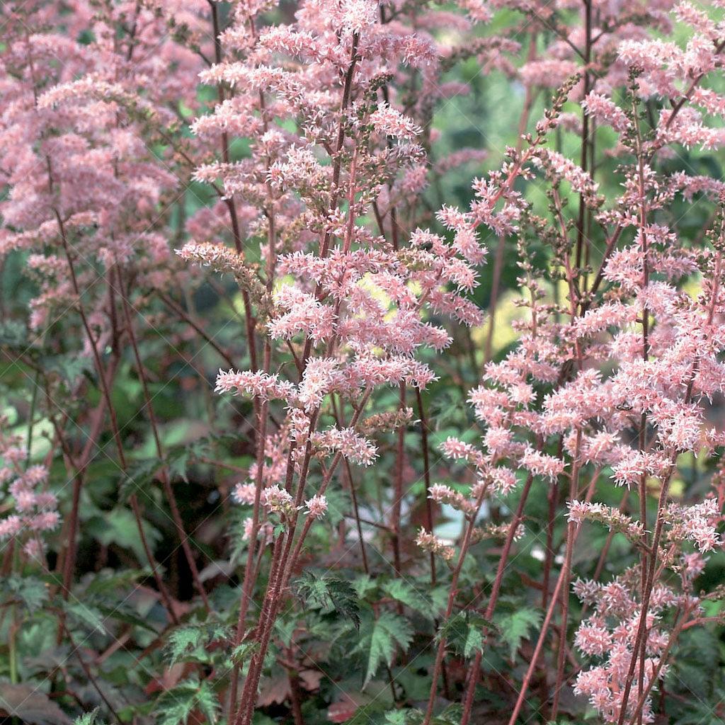 These vibrant plumes rise above mounds of green foliage, providing a beautiful contrast and adding depth to the landscape with light pink colours . Thriving in full to part shade, the Montgomery Astilbe is well-suited for areas with limited direct sunlight. With a mature height of 25cm and a spread of 45cm, it forms compact clumps that fill the space effectively.