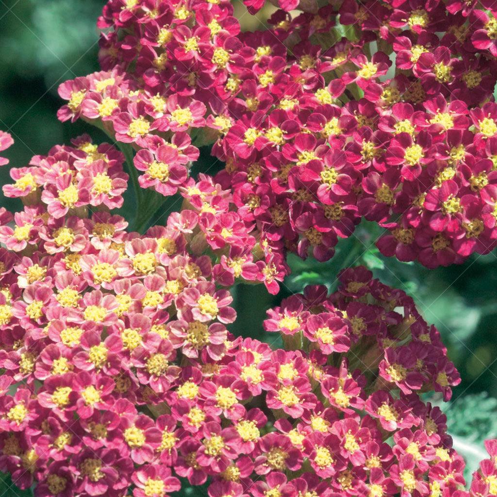 A remarkable perennial that graces your garden with clusters of rich, deep red flowers. This long-blooming plant ensures a vibrant display throughout the season, adding a burst of color to your landscape. Ideal for zones 3-9, this plant spreads 80cm. With its exceptional re-flowering ability, it continuously delights with its abundant blooms.