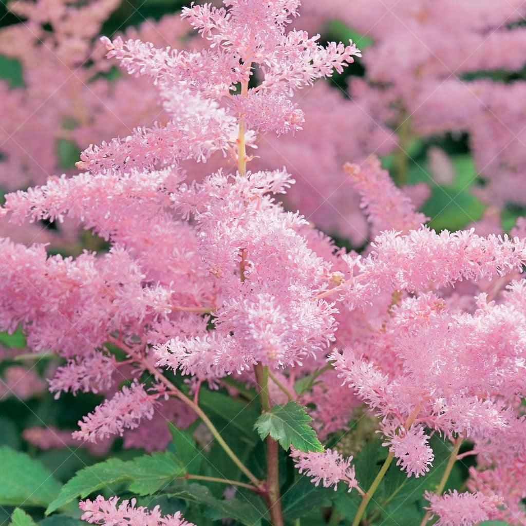 Introducing the Younique Silvery Astilbe– a captivating and versatile perennial that thrives in partial sun. Whether you're planning a mass planting, creating a cutting garden, tending to a small-space garden, attracting butterflies, or exploring container gardening, this stunning plant is the perfect choice.