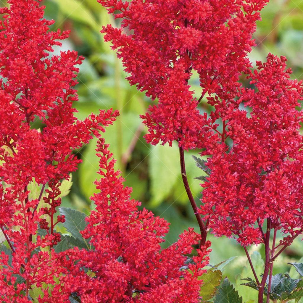 With its large dark red plumes, it creates a captivating focal point in any garden. These vibrant plumes rise above mounds of green foliage, providing a beautiful contrast and adding depth to the landscape. Thriving in full to part shade, the Montgomery Astilbe is well-suited for areas with limited direct sunlight. 