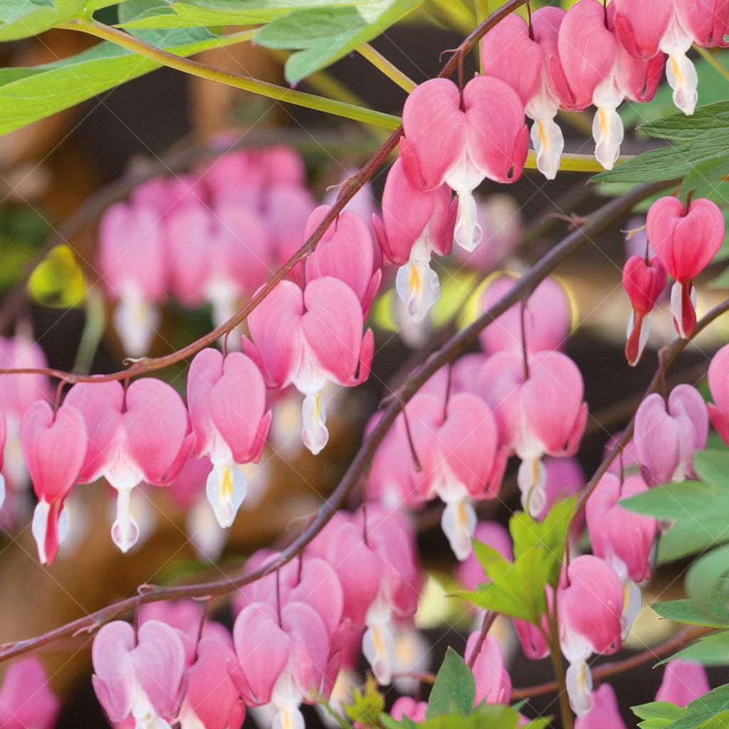 The Pink Bleeding Heart is a charming and graceful perennial that adds a touch of elegance to shaded areas. Its arching stems are adorned with lovely, heart-shaped flowers that bloom from late spring to early summer, creating a captivating display of beauty. The soft pink petals and delicate form of the flowers add a romantic and whimsical touch to the garden. 