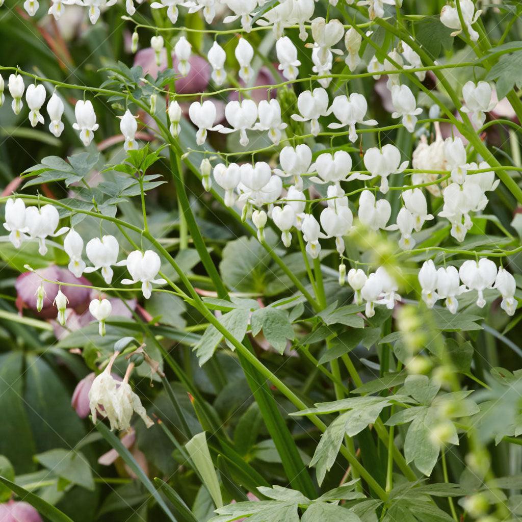 This variety of Bleeding-Heart showcases clusters of pure white, heart-shaped flowers that dangle gracefully from arching stems. The flowers are complemented by the vibrant lime-green foliage, creating a striking contrast that adds visual interest to the plant. Thriving in full to part shade, the White Bleeding Heart is well-suited for shady areas of the garden where it can illuminate darker corners with its luminous blooms.