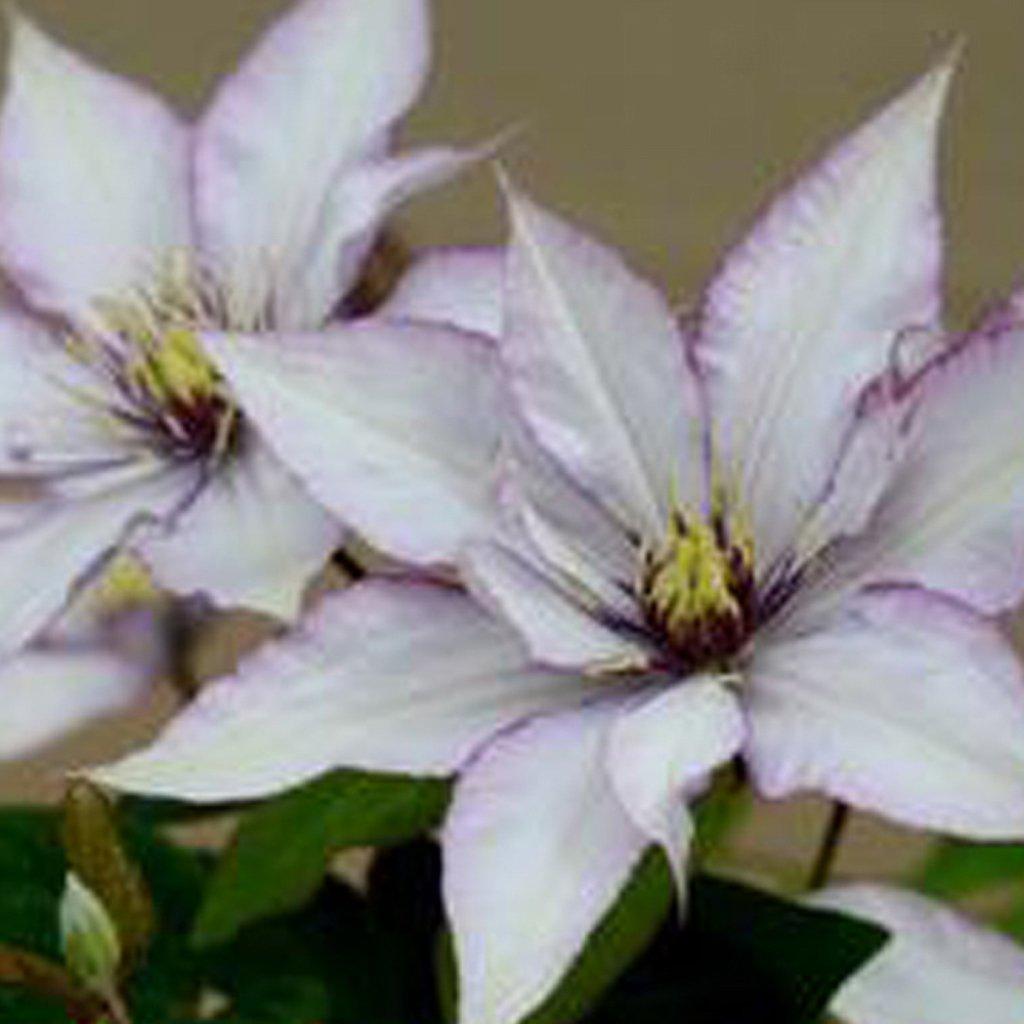 Samaritan Jo™ Clematis RE