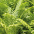 Resembling long, feathery Ostrich plumes, this deciduous fern features upright arching fronds that are finely dissected and a vibrant fresh green color. The showy foliage adds texture and movement to the landscape, creating a captivating visual display. Thriving in full to part shade, the Ostrich Fern prefers areas with limited direct sunlight, making it an excellent choice for shaded gardens or woodland settings.