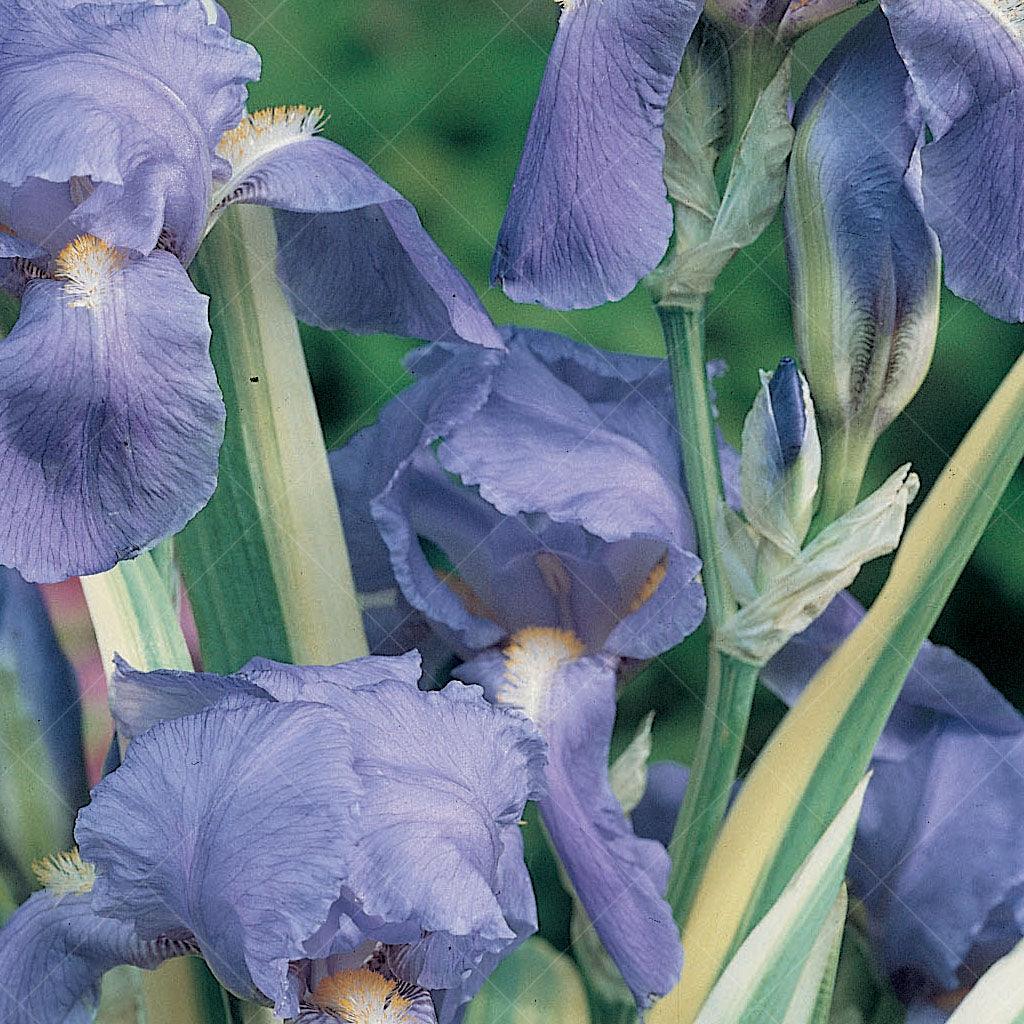 Variegated Sweet Iris is a captivating plant with striking green and golden-striped foliage. It showcases beautiful lavender-blue bearded flowers that emit a soft, sweet fragrance. This iris variety thrives in full to part sun and reaches a mature height of 80cm with a spread of 45cm.