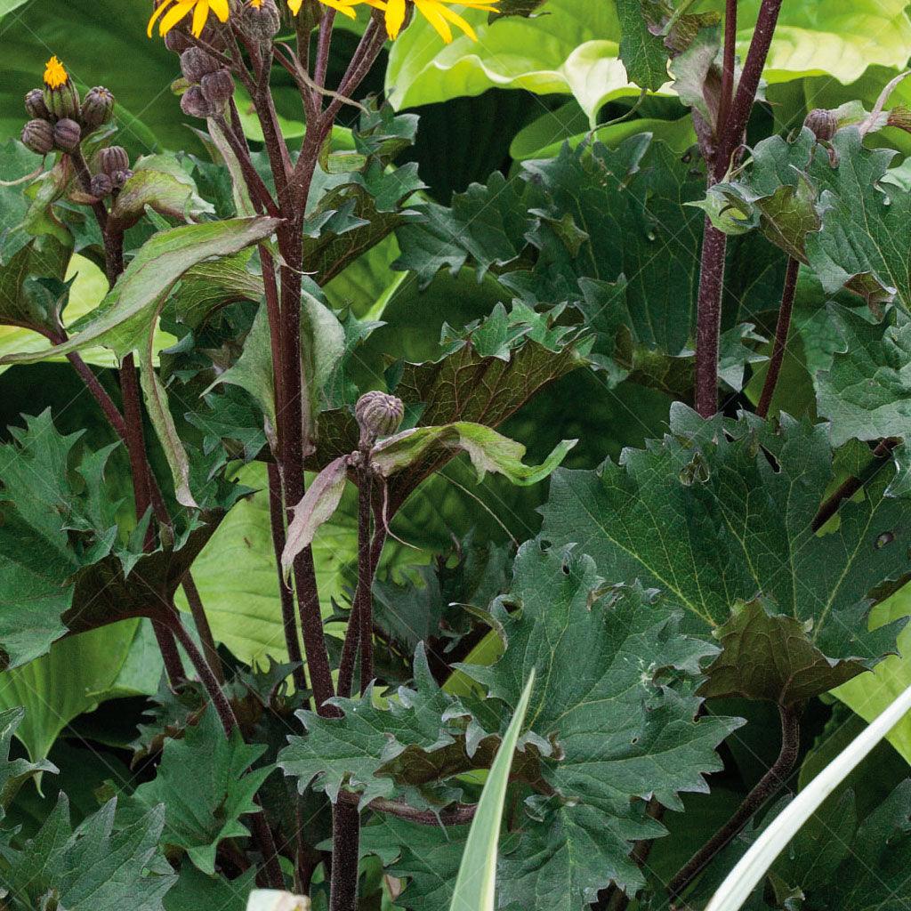 This variety features large jagged leaves that emerge in a deep black-purple color, gradually transitioning to bronze shades and eventually maturing into an olive green hue. The foliage alone creates a stunning display of contrasting colors. In mid-summer, golden-yellow daisy-like flowers emerge, adding a burst of brightness to the plant.