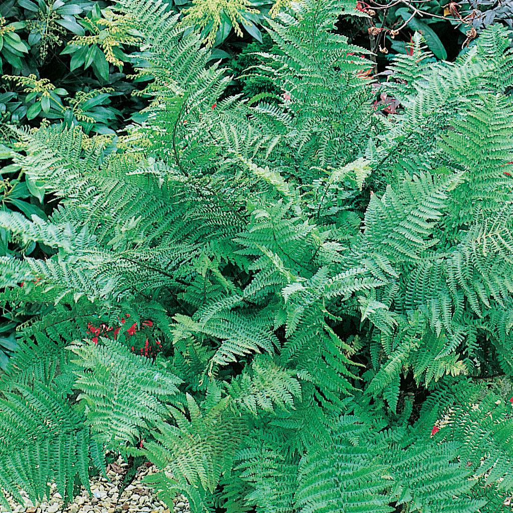 The Marginal Shield Fern is a captivating fern variety that adds an elegant touch to shaded areas. It features greyish green, deeply cut fronds with a leathery texture, creating a unique and visually appealing foliage. Unlike some ferns, the Marginal Shield Fern is non-spreading, making it a well-behaved and manageable addition to your garden. Thriving in full to part shade, it is ideally suited for areas with limited direct sunlight. 