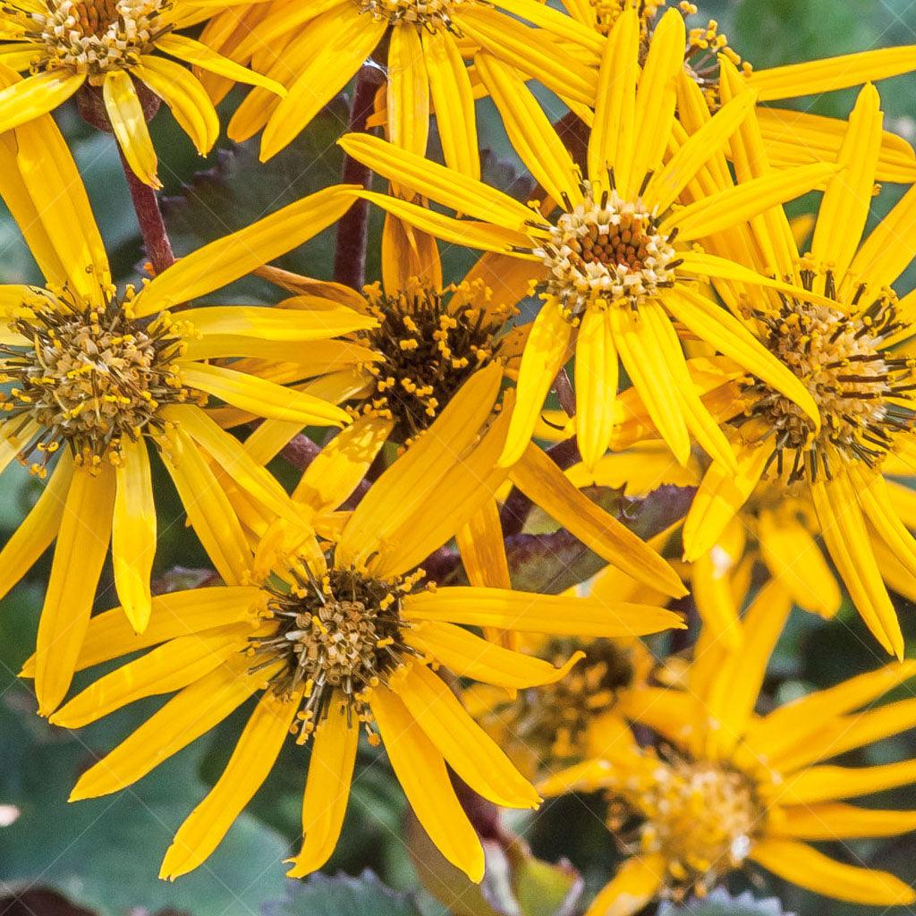 Britt Marie Crawford Bigleaf Ligularia # 1 CG