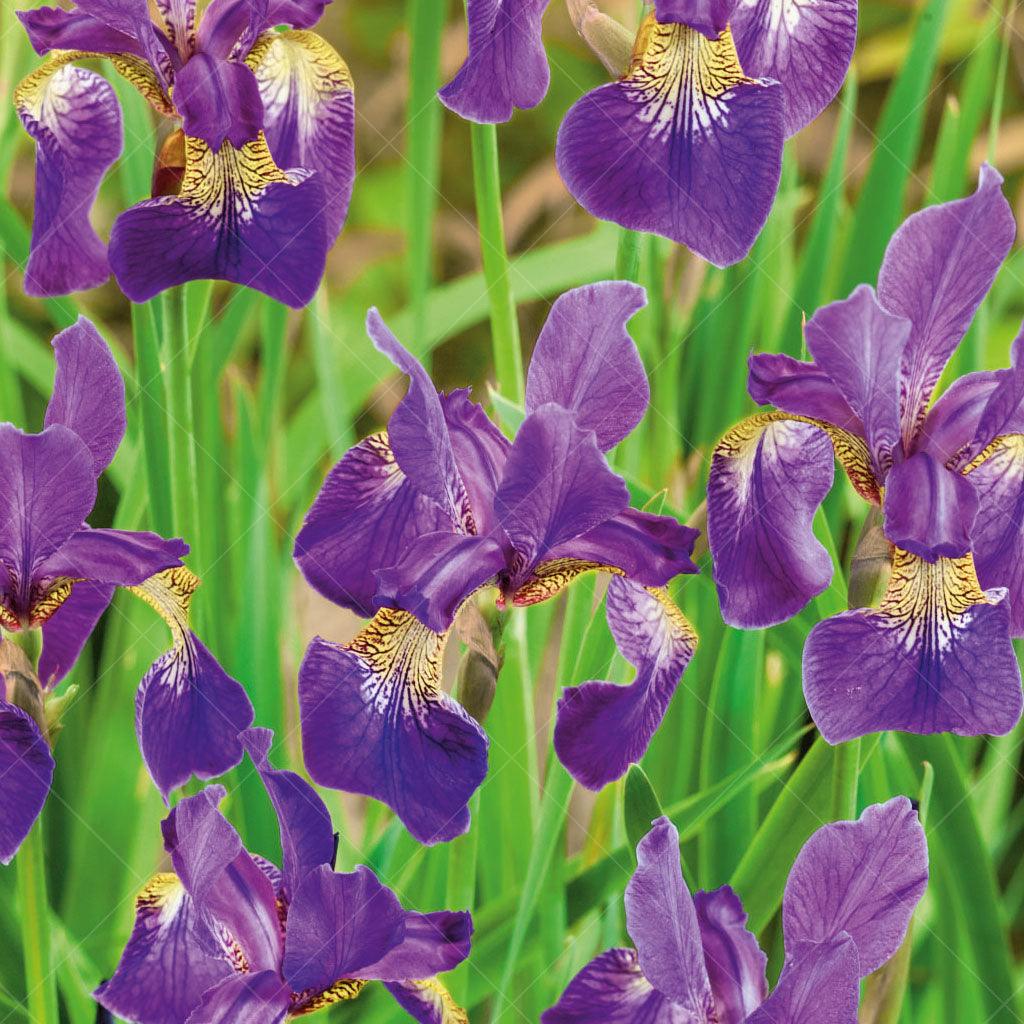 Introducing Caesars Brother Siberian Iris #1 CG, a majestic perennial that will add elegance and beauty to your garden. With its deep velvety violet flowers blooming from late spring to early summer, this tall and graceful iris variety thrives in full sun. Standing at a mature height of 120cm with a spread of 60cm, it commands attention and becomes a striking focal point in any landscape.