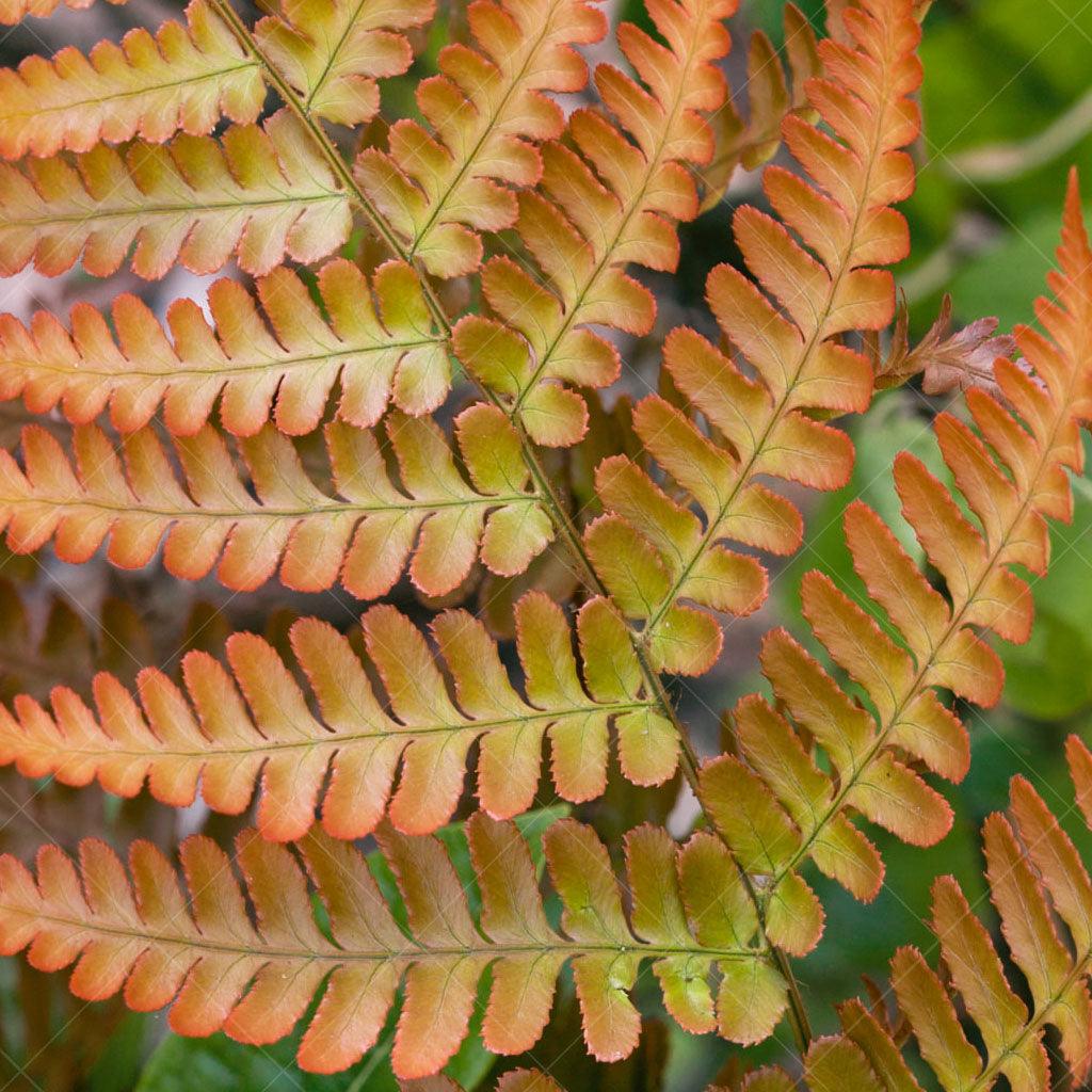 This fern features striking orange-red new fronds that emerge in spring, creating a vibrant display of color. As the fronds mature, they transition to a glossy dark green, providing a lush and verdant backdrop in your landscape. Thriving in full to part shade, the Brilliance Japanese Shield Fern is well-suited for areas with filtered sunlight or dappled shade.