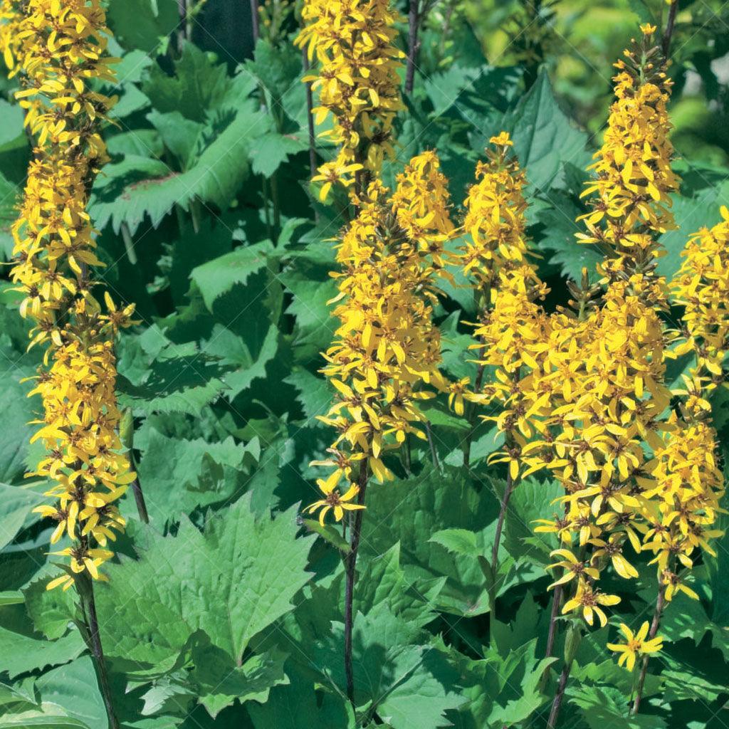 This striking perennial thrives in partial shade, making it a perfect choice for those areas in your garden that receive filtered sunlight. With its compact size and unique rocket-shaped flower spikes, Little Rocket Ligularia adds a touch of intrigue to any landscape.