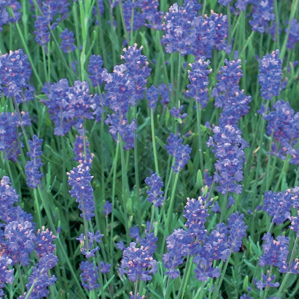 Munstead Lavender  # 1 Container