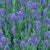 Munstead Lavender  # 1 Container