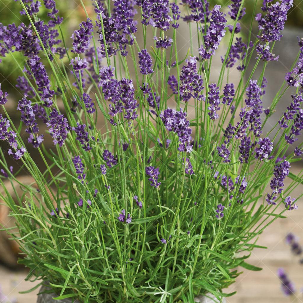 Introducing Hidcote Lavender, a captivating perennial that brings both beauty and fragrance to your garden. This variety boasts deep purple flower spikes that gracefully rise above the grey-green foliage, creating a striking visual contrast. 