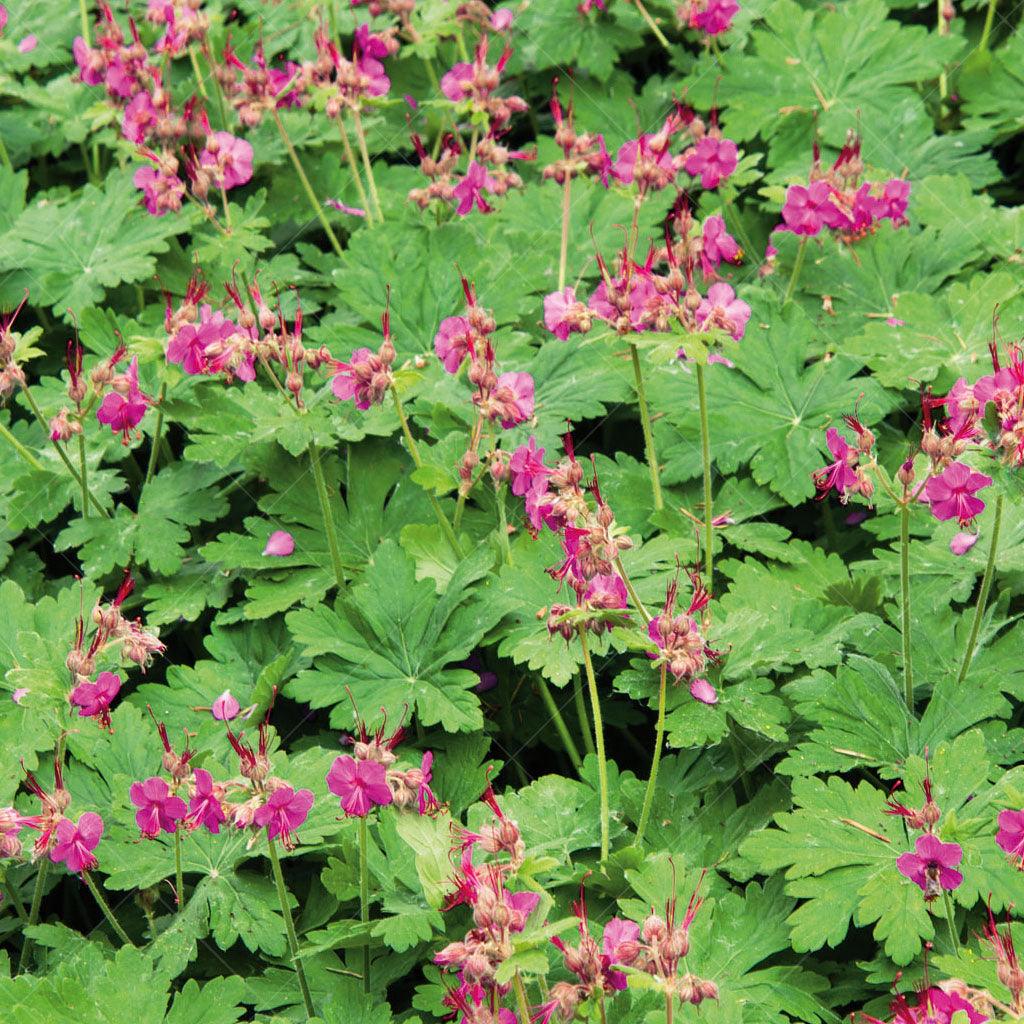 This low-growing plant adds lush foliage to the garden, creating a beautiful backdrop for its delicate pale candyfloss-pink flowers that bloom in early summer. Whether in full sun or full shade, Bigroot Cranesbill thrives and brings beauty to any garden setting. With a mature height of 30cm (12 inches) and a spread of 60cm (24 inches), it provides excellent ground coverage and fills in garden spaces with its attractive foliage and charming blooms.