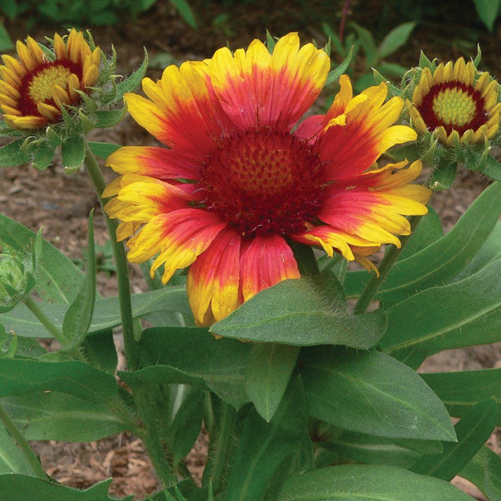 Introducing the Arizona Sun Blanket Flower, an incredibly resilient and heat-tolerant perennial that thrives in dry conditions. Once established, this plant showcases an impressive display of banded flowers that blanket its foliage from early summer onwards. The unique torn and ruffled appearance of the petals adds a touch of charm, while also attracting butterflies to your garden. 