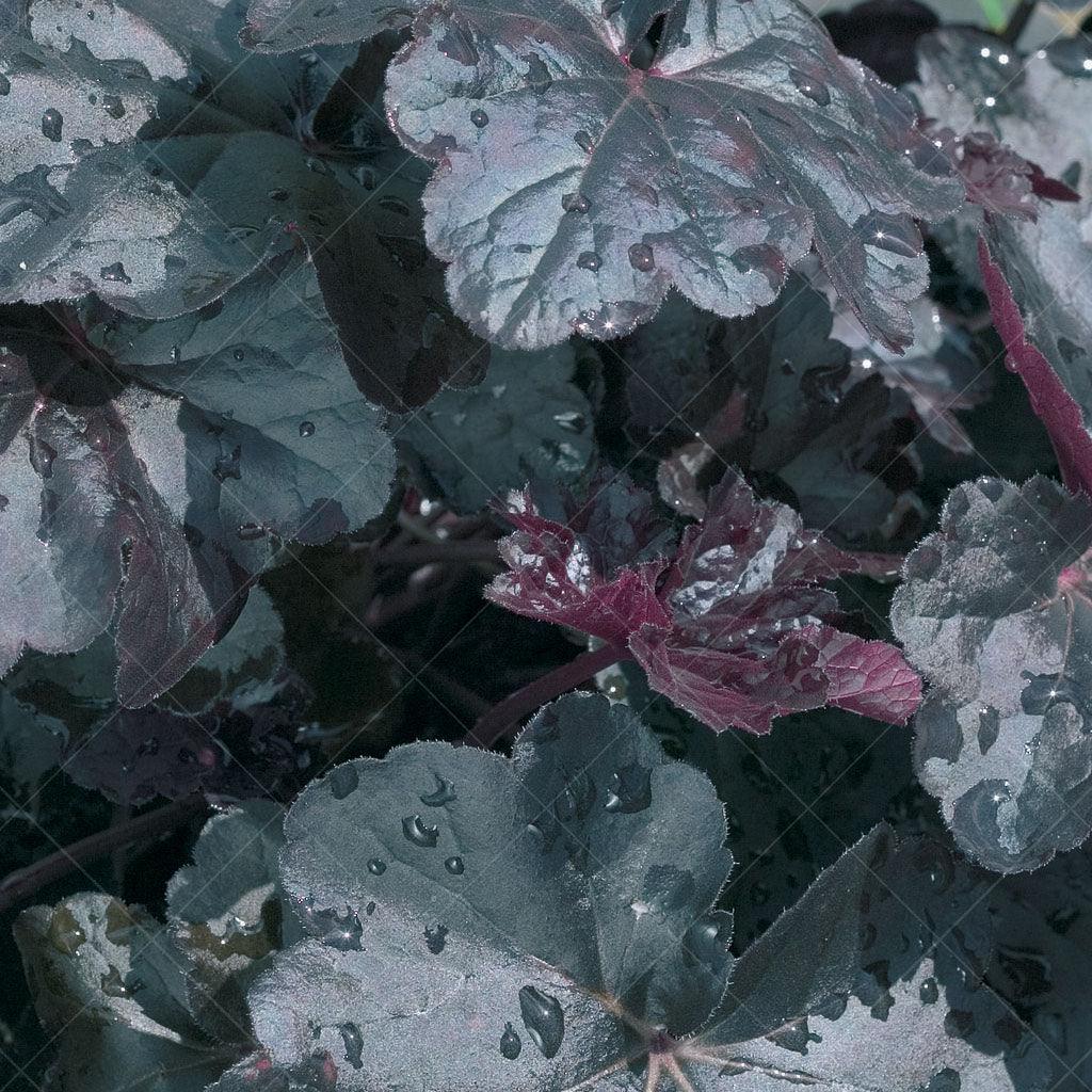 The Obsidian Coral Bells is a captivating perennial that adds an air of elegance and mystery to any garden. With its mounds of large, smooth, purple-black leaves, this plant creates a striking visual impact and adds depth to the landscape. Sprays of creamy white flowers emerge in the summer, beautifully contrasting against the dark foliage and adding a touch of delicacy.