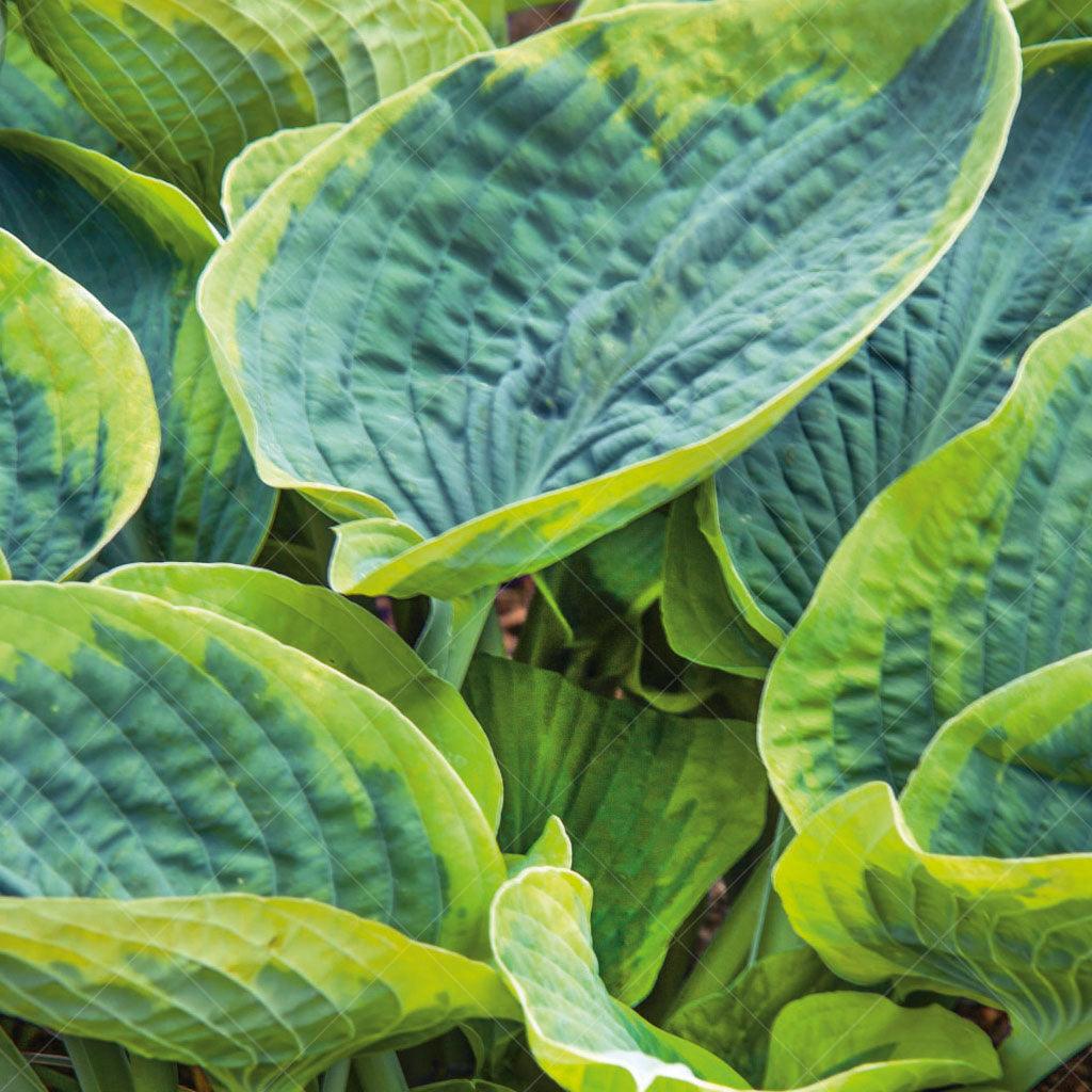 This Hosta variety features large, powdery blue-green leaves with a distinct creamy-yellow margin, creating a beautiful contrast and adding a touch of sophistication to your landscape. The leaves have a textured appearance, adding visual interest and depth to the plant. In the summer, it produces delicate white flowers that emerge on tall scapes, further enhancing the overall beauty of the Hosta. Thriving in full to part shade, it is well-suited for shaded areas or under tree canopies.