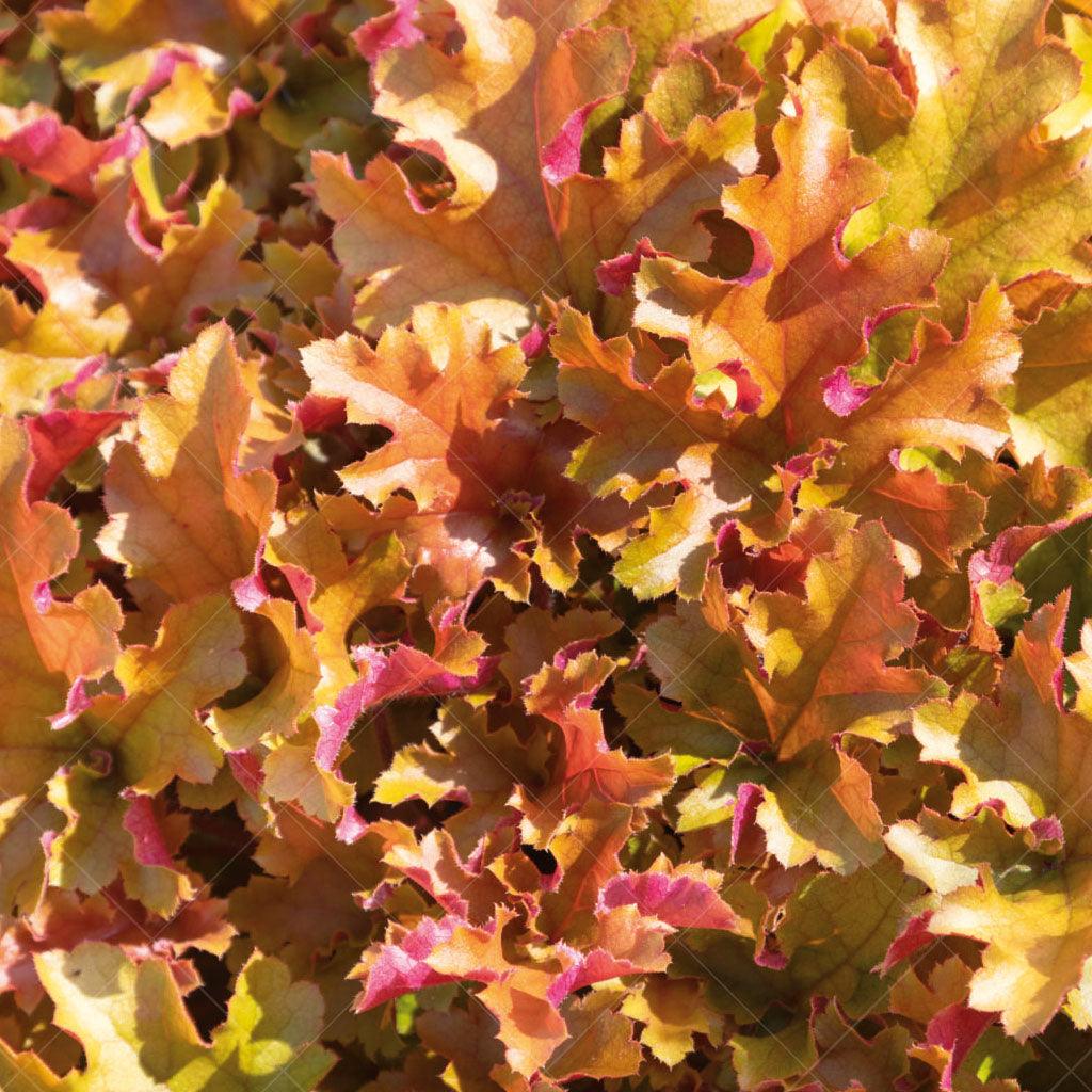 This coral bell variety features maple-shaped leaves that range in shade from warm amber to peachy bronze, creating a captivating display of rich hues. The varying colors add depth and visual interest to your landscape, bringing a touch of warmth and vibrancy. Thriving in partial shade, it is well-suited for areas with filtered sunlight or morning sun and afternoon shade.