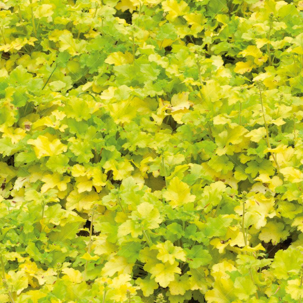 The Marmalade® Lime Marmalade Coral Bells, or Heuchera &#39;Marmalade® Lime,&#39; is a stunning perennial plant with frilly and delectable lime-colored foliage. It thrives in part sun to part shade and reaches a mature height of 25cm with a spread of 60cm. Ideal for zones 4-9. 