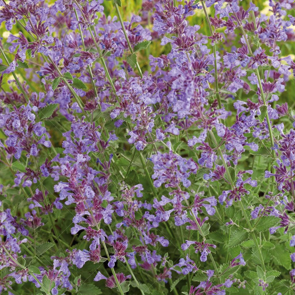 Introducing Walker's Low Catmint #1 CG, a captivating perennial that combines beauty and fragrance to enhance your garden. This variety features showy periwinkle blue flower spikes that gracefully adorn the fragrant mounds of grey-green foliage. Thriving in full to part sun, Walker's Low Catmint #1 CG forms attractive mounds reaching a mature height of 60cm with a spread of 90cm.
