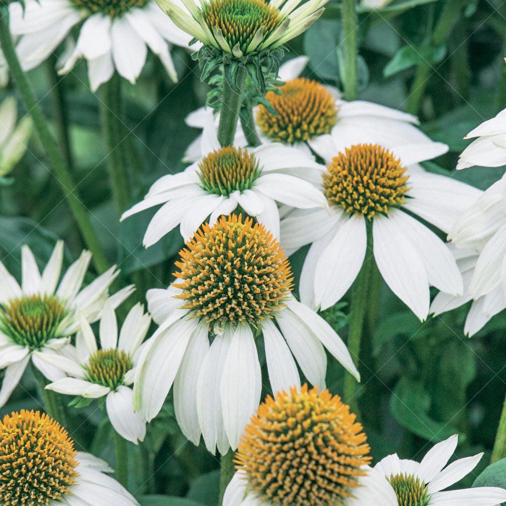 A stunning perennial that exudes elegance and charm in your garden. With its big, pure white flowers and striking yellow-gold centers, this variety creates a captivating visual display from early summer to fall. Thriving in full sun, Powwow White Coneflower #1 CG reaches a mature height of 50cm with a spread of 40cm, forming a compact and well-rounded shape.