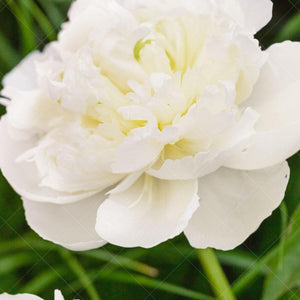 With its large, very fragrant, double white flowers held by sturdy stems, this variety creates a stunning display of beauty. Thriving in full sun, Duchesse De Nemours Peony reaches a mature height of 90cm with a spread of 60cm, making it a prominent and well-proportioned plant. The enchanting fragrance of its blooms adds an extra layer of allure to your garden.