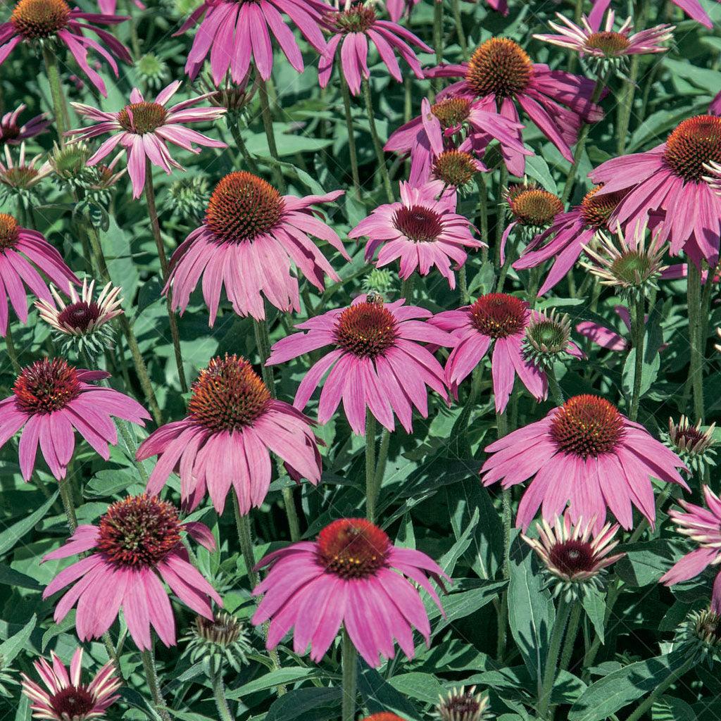With its rosy, purple flowers that bloom from early summer until fall, this variety is a showstopper that will brighten any landscape. Thriving in full sun, Powwow Wild Berry Coneflower forms a compact and well-rounded shape, reaching a mature height of 50cm with a spread of 40cm. Its striking rosy, purple flowers create a visual spectacle, infusing your garden with elegance and charm.