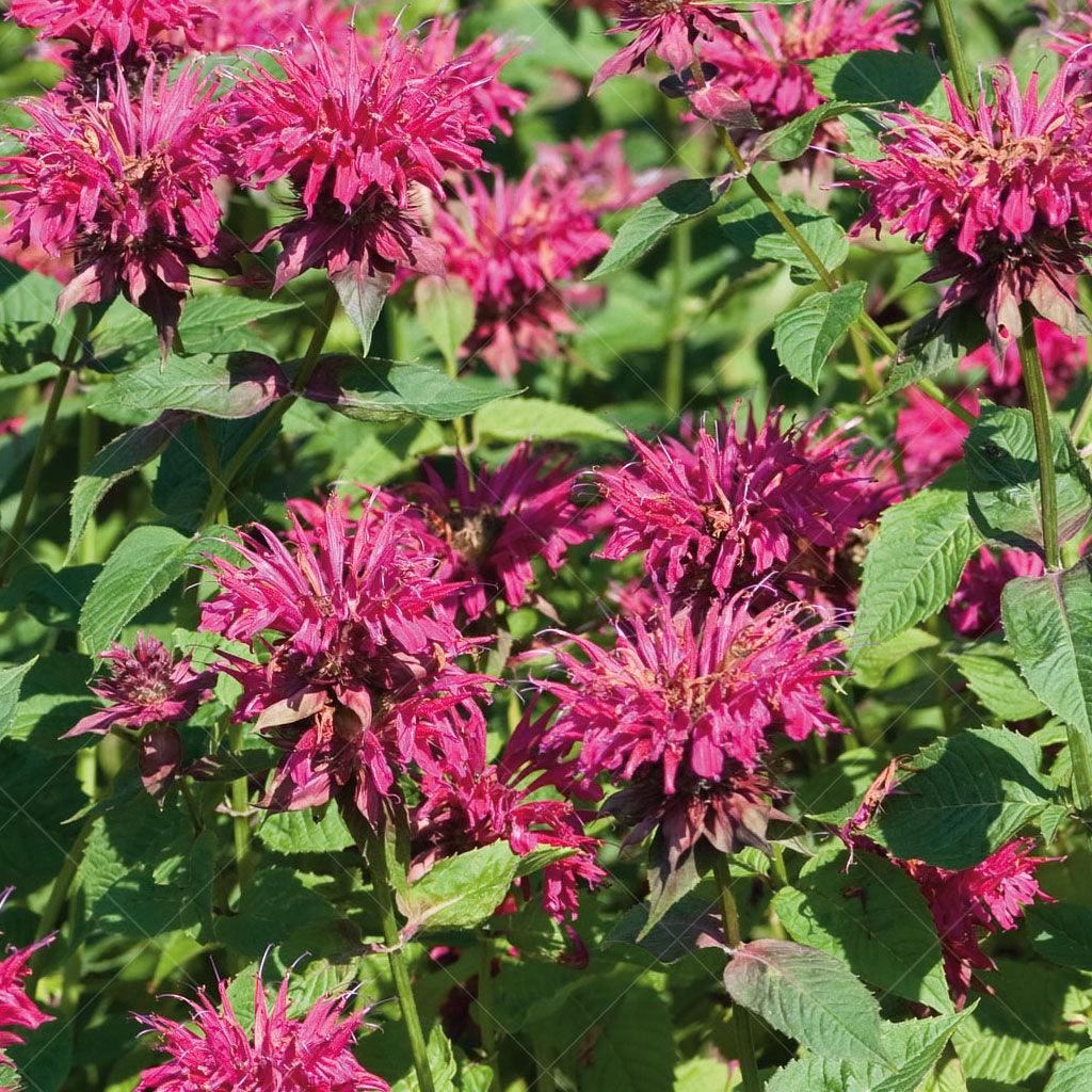 Raspberry Wine Beebalm # 1 CG