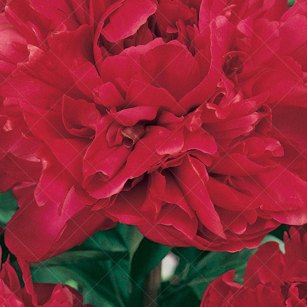 Introducing Karl Rosenfield Peony, a mesmerizing perennial that commands attention with its large, double red blooms. This stunning variety is a showstopper, creating a spectacular display that will leave you in awe. Thriving in full sun, Karl Rosenfield Peony reaches a mature height of 60cm with a spread of 90cm, forming a substantial and visually striking presence in your garden. 