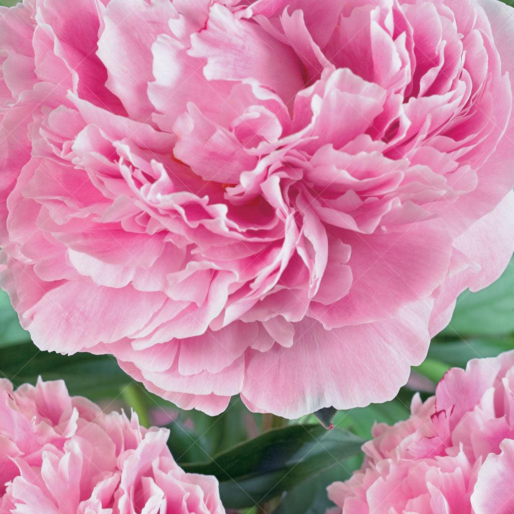 Introducing Sarah Bernhardt Peony, a captivating perennial that effortlessly combines beauty and elegance in your garden. This stunning variety features huge, fully double blooms in a fresh pink hue that create a breathtaking display. Sitting above a lush mound of glossy green foliage, these magnificent flowers bring depth and texture to your landscape. 