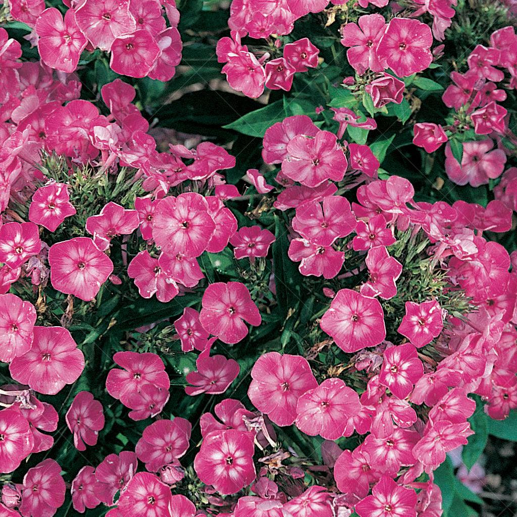 Introducing Laura Summer Phlox, a delightful perennial that effortlessly combines beauty and fragrance in your garden. This variety boasts fragrant flowers in a unique shade of purple with a charming white center, creating a captivating and distinctive display.