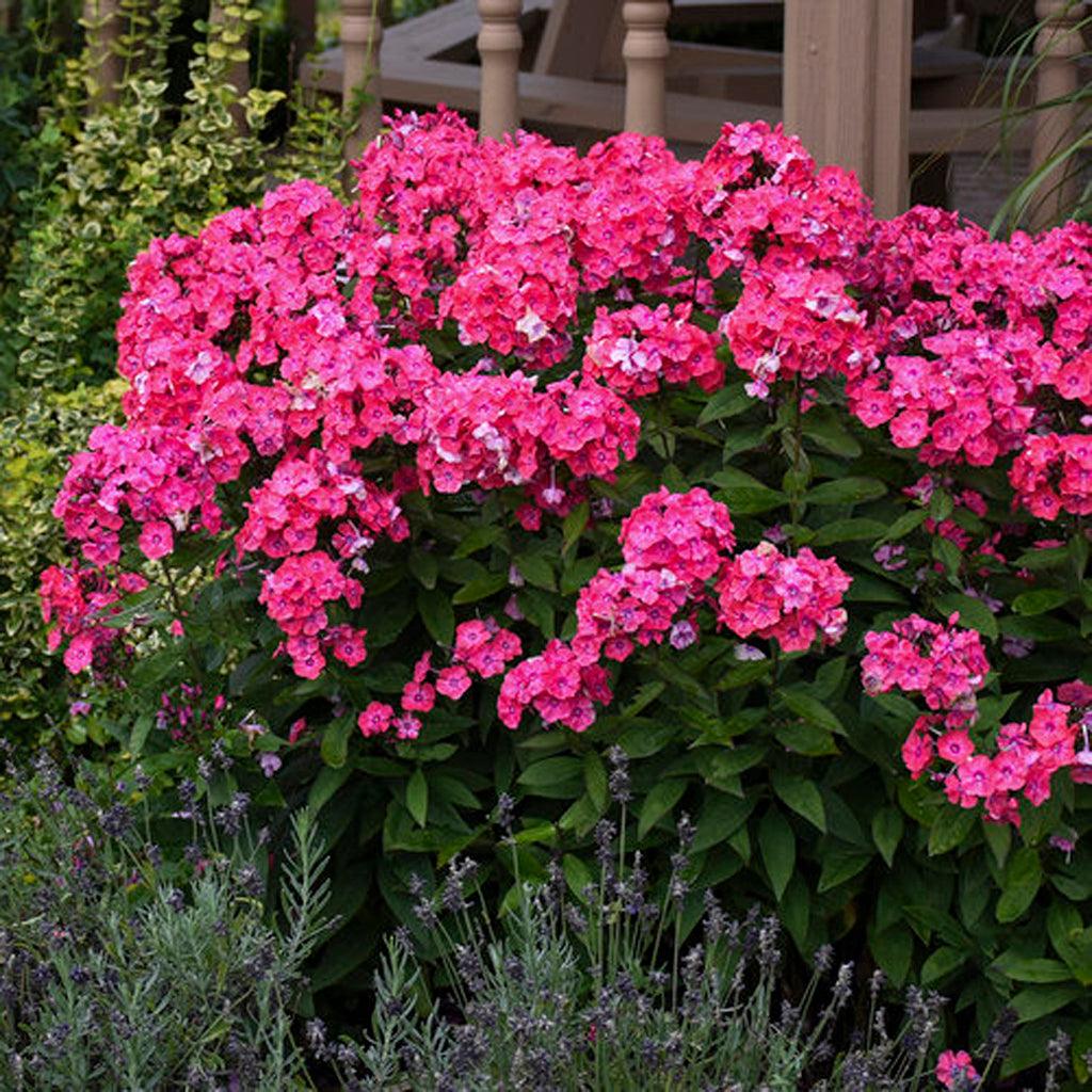 This stunning variety brings a burst of color and energy to your garden, creating a vibrant and eye-catching focal point. Thriving in full to part sun, Glamour Girl Tall Garden Phlox #1 CG adapts well to different light conditions, making it versatile for various garden settings. With a mature height of 80cm and a spread of 60cm, it forms an impressive presence, adding vertical interest and vibrant hues to your landscape. 