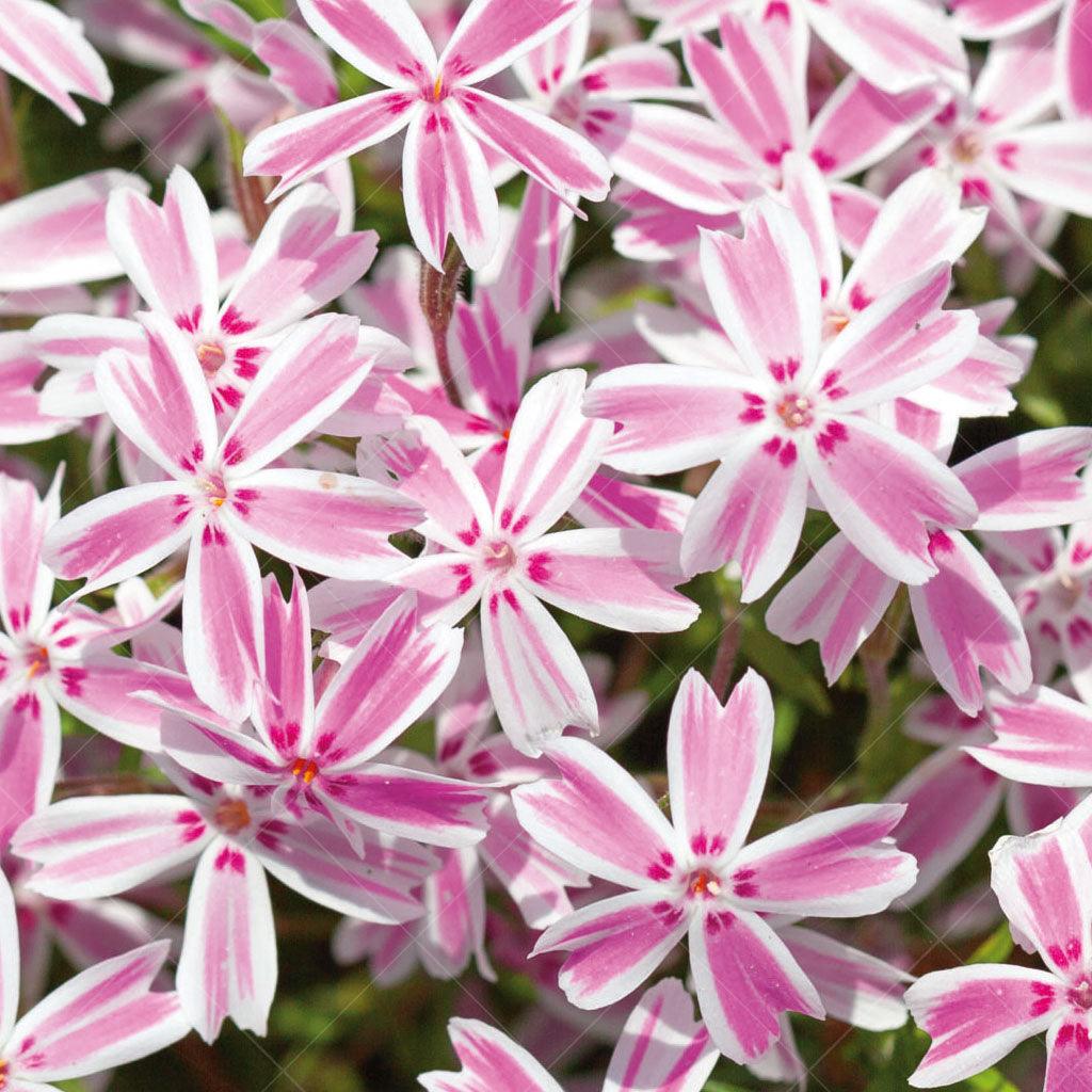 This variety showcases dense green foliage that forms a lush carpet, creating an attractive and vibrant base for the captivating display of tiny white flowers with a delicate pink stripe. Thriving in full sun, Candy Stripe Creeping Phlox quickly establishes itself, reaching a mature height of 15cm with an impressive spread of 90cm. 