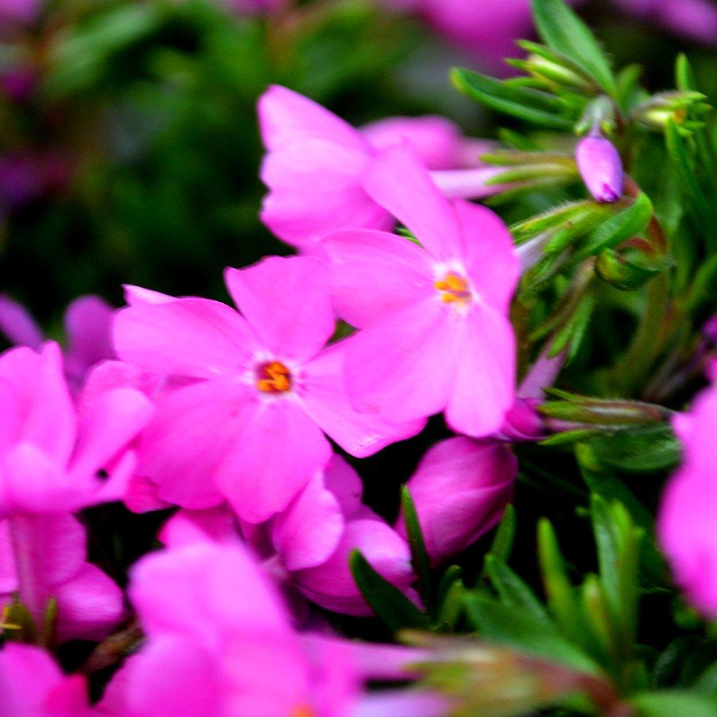 This beautiful perennial thrives in full sun, showcasing a mesmerizing carpet of vibrant pink flowers. With its low-growing and spreading habit, it is an excellent choice for ground cover, effortlessly filling in bare areas and creating a lush and colorful tapestry. 'Emerald Pink' Creeping Phlox is also perfect for mass planting, as it forms a breathtaking sea of blooms that will transform your garden into a spectacle of color and charm. 