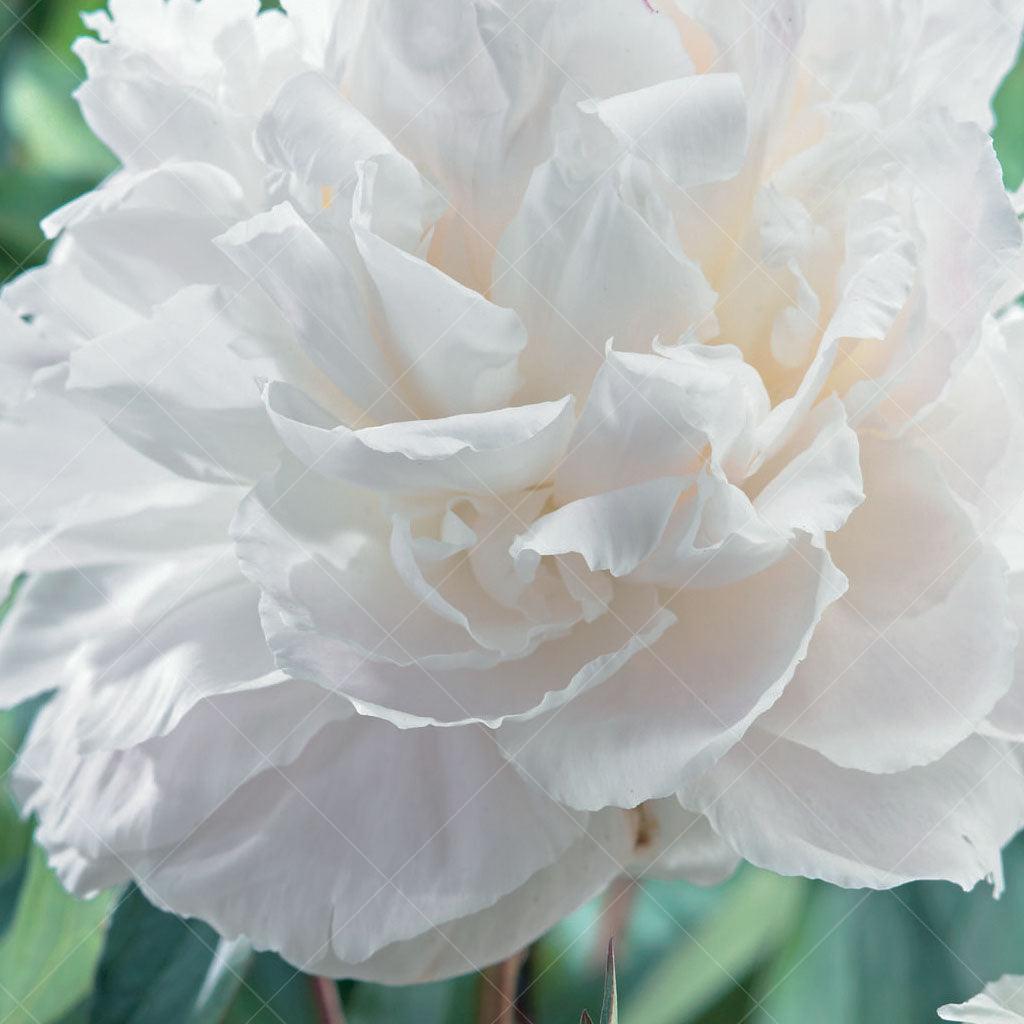 Introducing Shirley Temple Peony, an exquisite perennial that effortlessly combines elegance and beauty in your garden. This variety showcases huge double white blooms with a subtle hint of rose coloring, creating a stunning and sophisticated display.