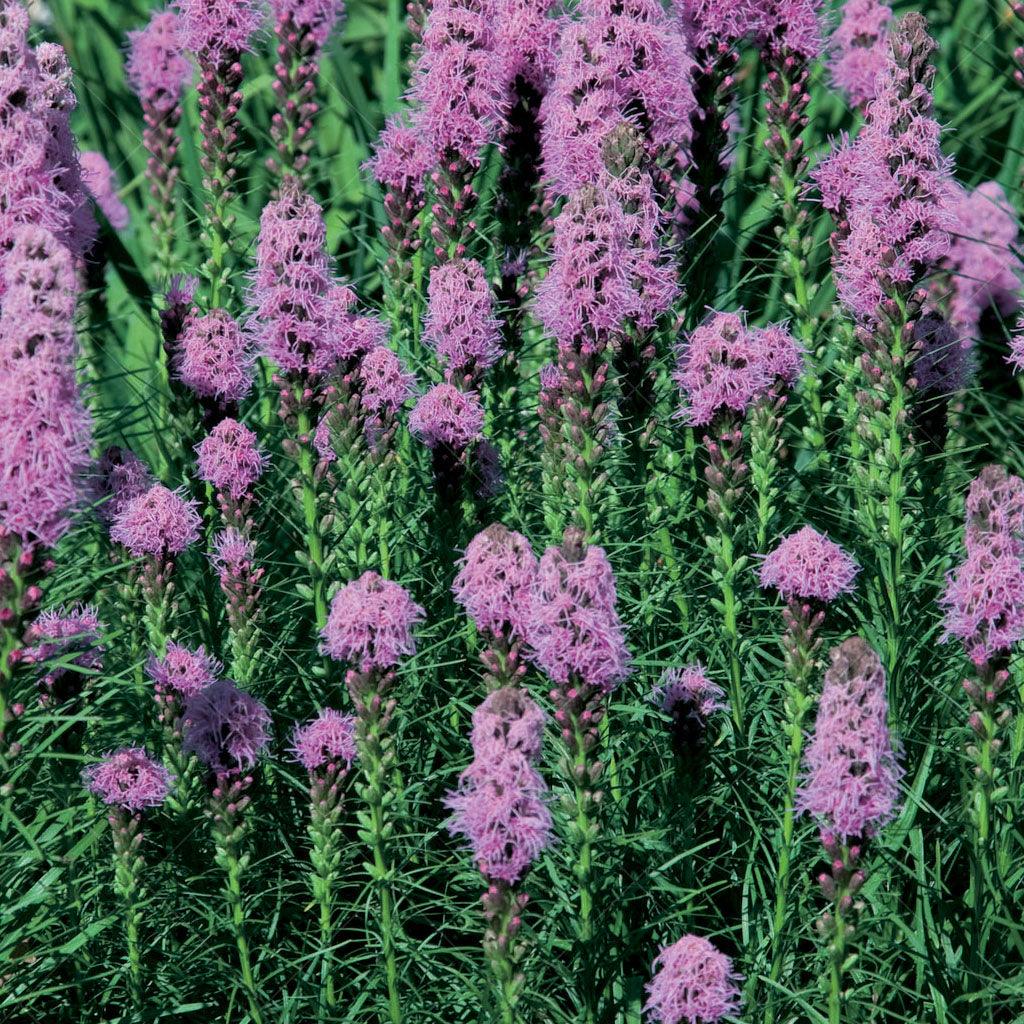 This variety forms low grassy clumps, creating a visually appealing and compact display. Its recurring spikes of showy pink blossoms provide a vibrant and eye-catching element that enlivens your landscape. Thriving in full sun, Kobold Gayfeather reaches a mature height of 60cm with a spread of 30cm, making it a perfect choice for borders, rock gardens, or containers.