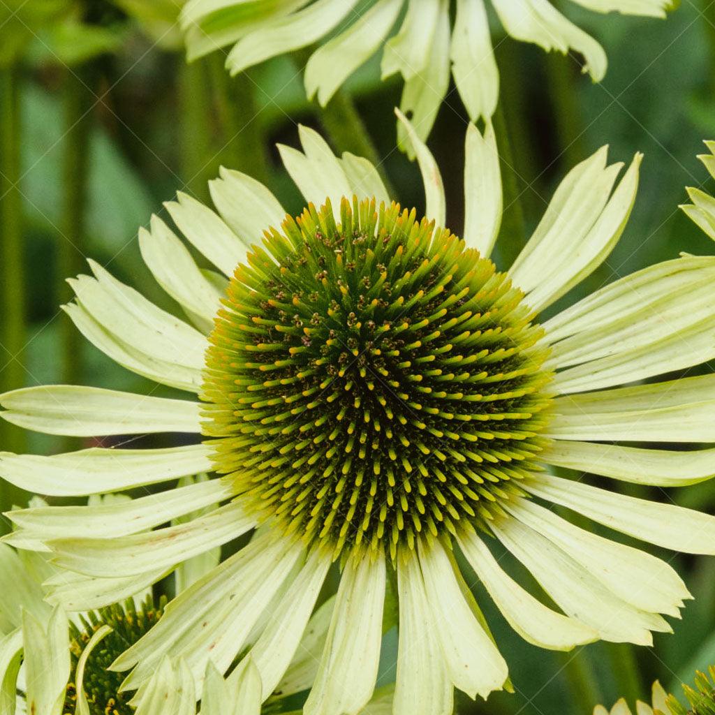 Green Jewel Coneflower # 1 CG