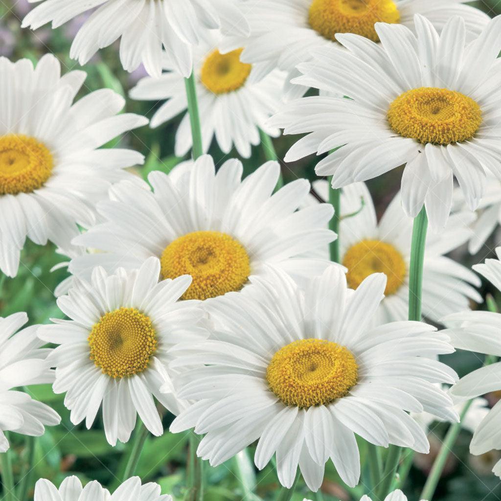 Introducing Becky Shasta Daisy #1 CG, a captivating perennial that effortlessly brings classic beauty and charm to your garden. This variety boasts large, single blooms in a pristine white color, adorned with vibrant yellow centers, creating a striking contrast against the lush mound of coarse, leathery green foliage. 