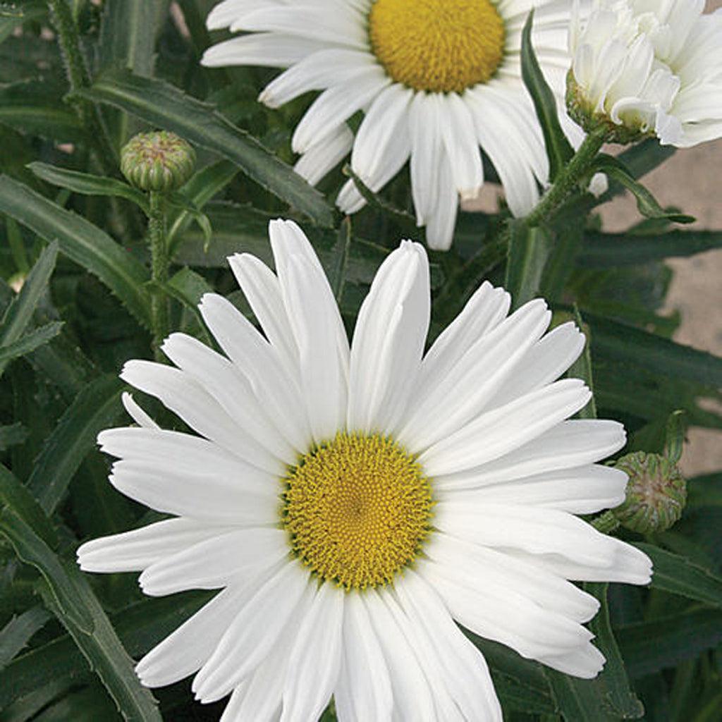 Amazing Daisies® Daisy May® Shasta Daisy Pw® # 1 PW Cont