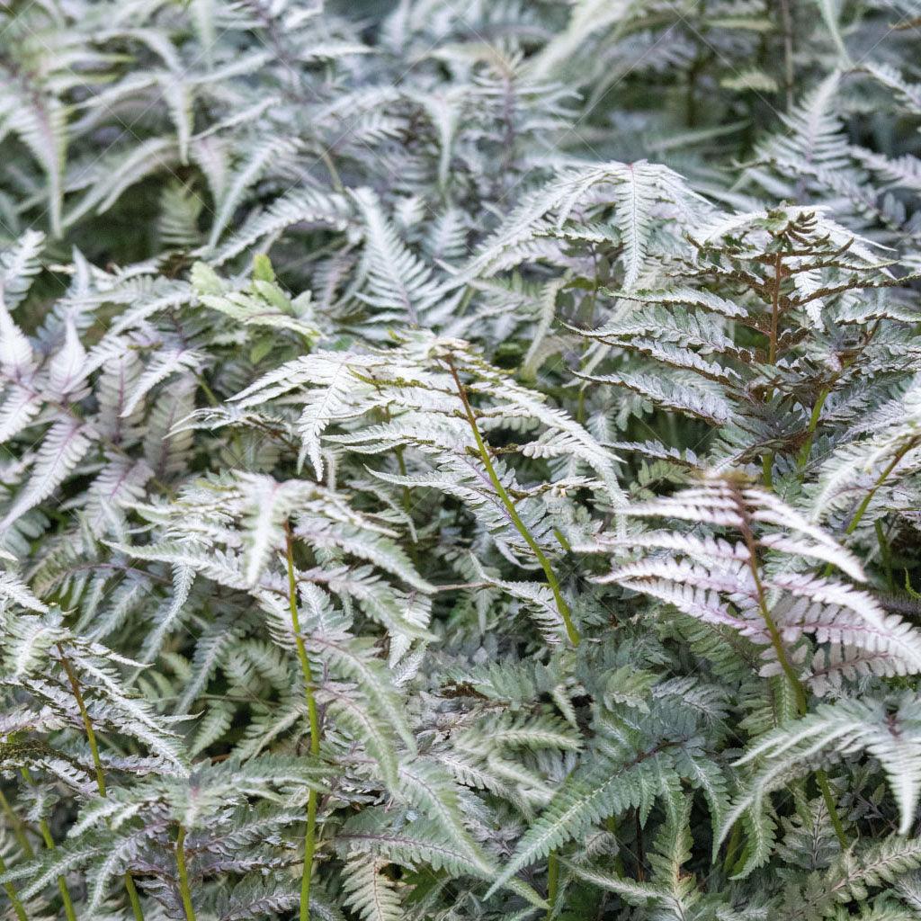 Flourishing in full shade, this fern is a stunning choice for those seeking to create a lush and vibrant landscape in shaded areas. Its delicate fronds feature a mesmerizing combination of silver, green, and burgundy hues, adding a touch of elegance to any garden.