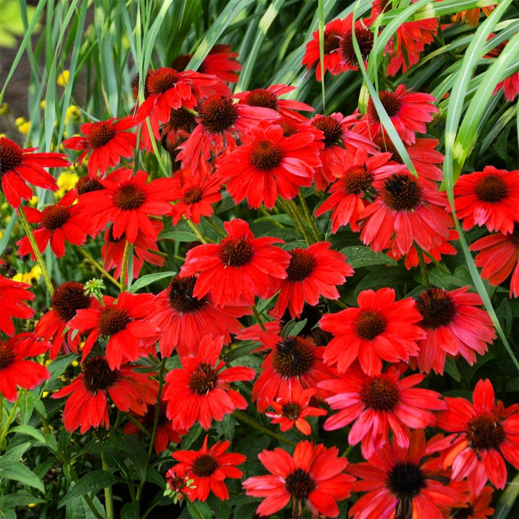 Sombrero® Salsa Red Coneflower  # 1 Container