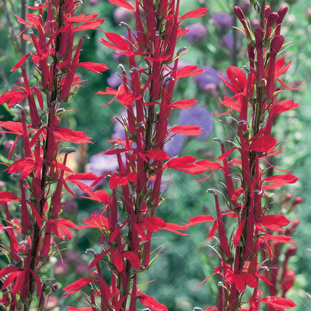 The Queen Victoria Cardinal Flower is a striking perennial that commands attention with its vibrant scarlet-orange flowers and rich beet-red foliage. The upright spikes of large flowers add a bold and dramatic touch to the garden, attracting hummingbirds and butterflies. Thriving in full to part sun, this cardinal flower variety prefers areas with ample sunlight to showcase its brilliant blooms. 