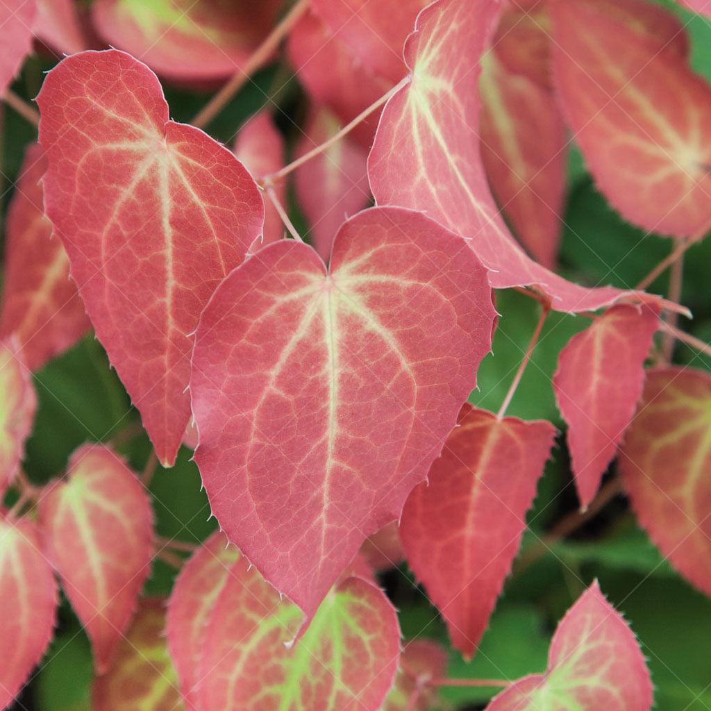 The Red Barrenwort, also known as Epimedium, is a stunning perennial that brings beauty and charm to shaded areas. This plant features heart-shaped, pointed leaves that emerge in a red-flushed color in spring, maturing to a glossy green shade, and then transforming into a vibrant red hue in the fall, adding a burst of color to the landscape.