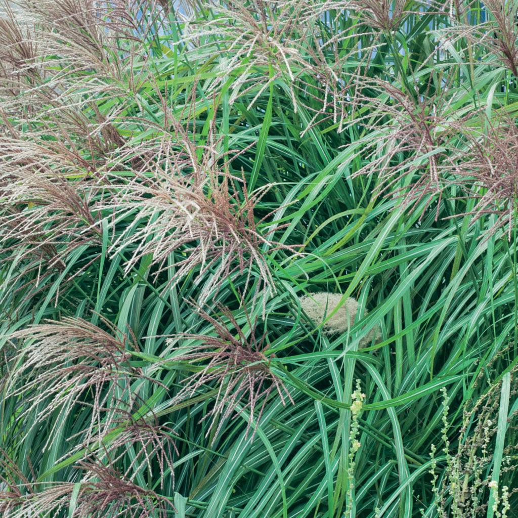 Huron Sunrise Maiden Grass is a stunning ornamental grass that brings a touch of sunrise beauty to your garden. With its graceful arching foliage and feathery plumes, this grass creates a mesmerizing display. It prefers full sun and well-drained soil, reaching a mature height of 150cm with a spread of 90cm. Ideal for zones 4-9. 